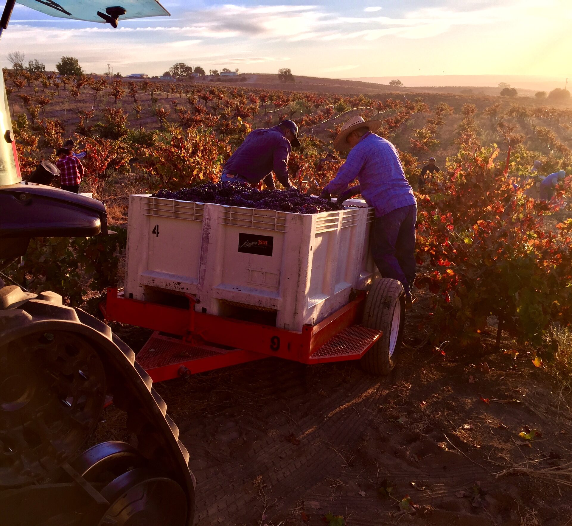 Fall Harvest in the Vineyard