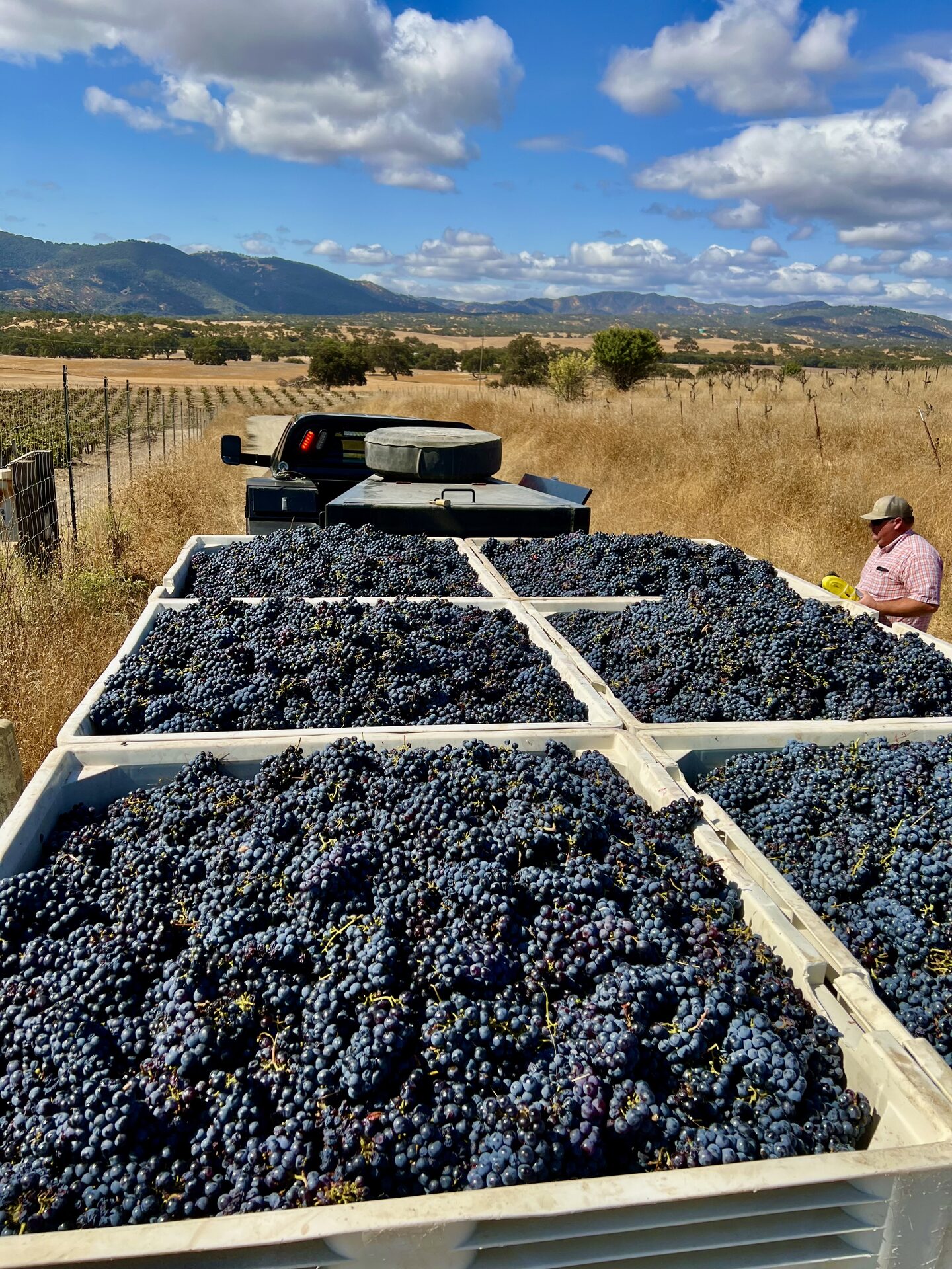 Harvest 2025