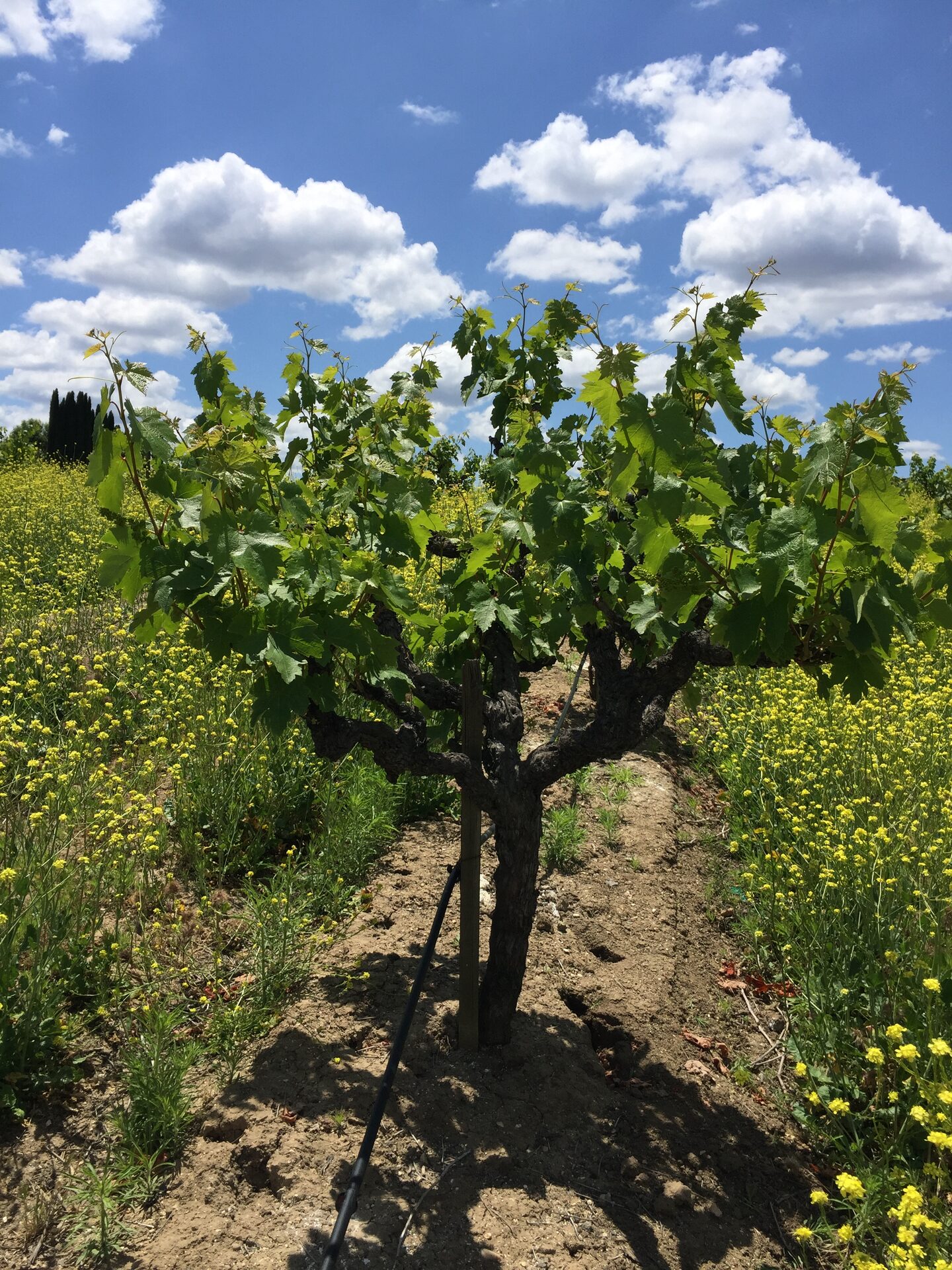 Springtime in the Vineyard