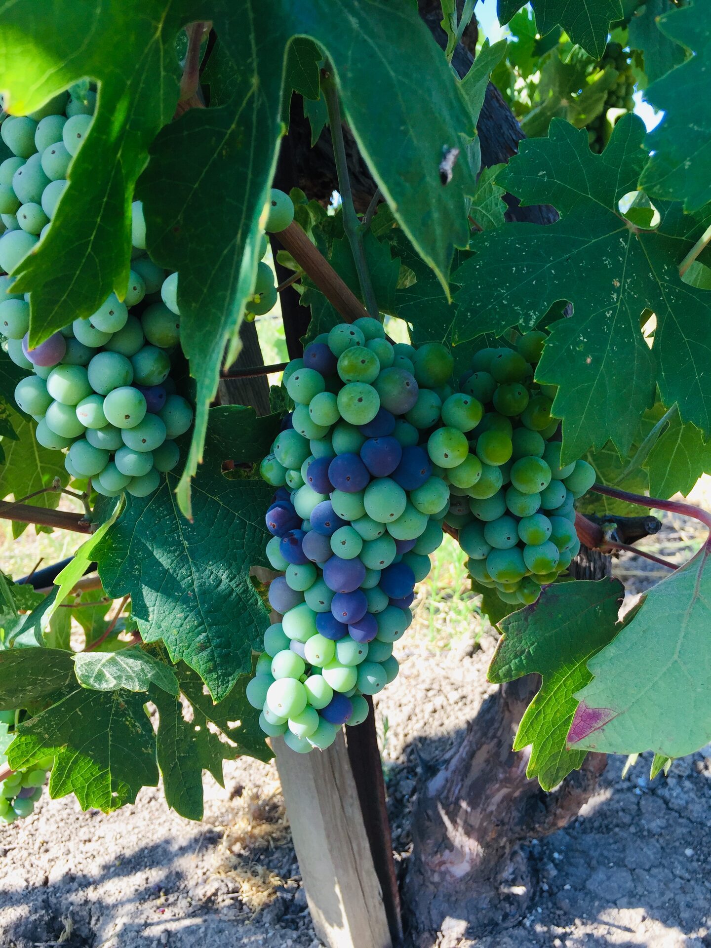 Veraison
