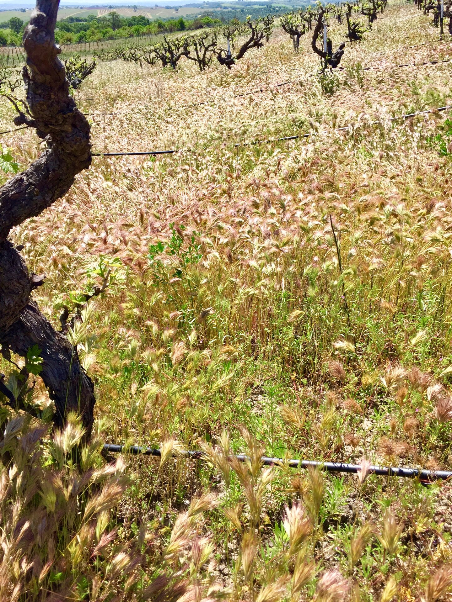 Winter in the Vineyard